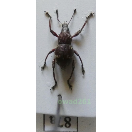 Neopyrgops sp. Heller, 1913 Philippines87a